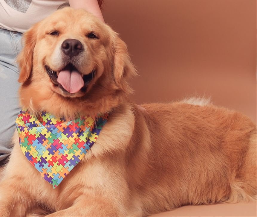 Cadela golden retriever de terapia, atenta, usando bandana com estampa de quebra-cabeça, símbolo do autismo, na Clínica Zuccari