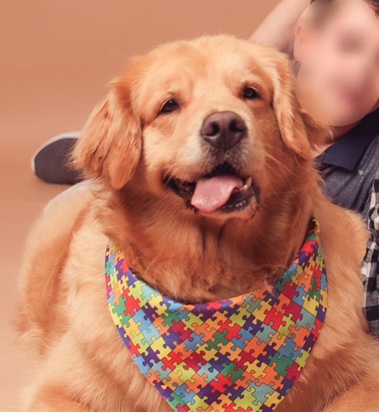 A segunda cadela golden retriever de terapia, deitada ao lado de uma criança em atendimento na Clínica Zuccari, em Novo Hamburgo